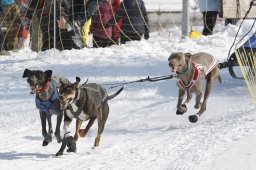 Lenk 2012 SM